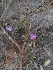 Thysanotus