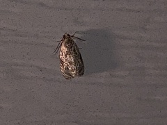 Phaecasiophora niveiguttana