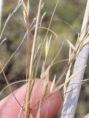 Austrostipa aristiglumis