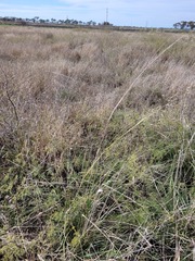 Austrostipa aristiglumis
