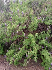 Lupinus reflexus
