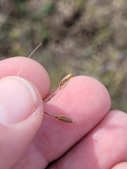 Austrostipa aristiglumis