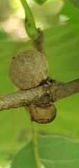 Disholcaspis quercusmamma