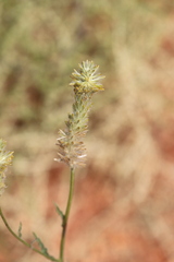 Ptilotus polystachyus