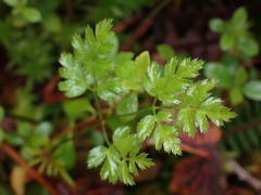 Coptis aspleniifolia