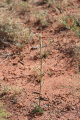 Ptilotus polystachyus