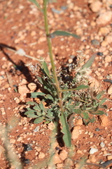Ptilotus polystachyus