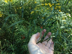Euthamia graminifolia nuttallii