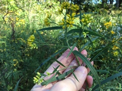 Euthamia graminifolia nuttallii