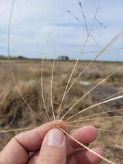 Digitaria porrecta