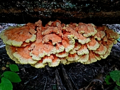 Laetiporus sulphureus
