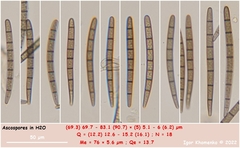 Geoglossum umbratile