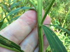Euthamia graminifolia nuttallii