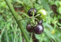 Solanum americanum