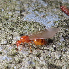 Crematogaster osakensis