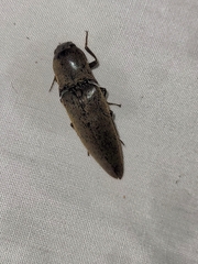 Orthostethus infuscatus