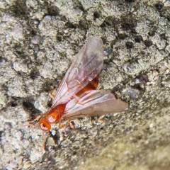 Crematogaster osakensis