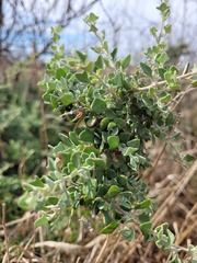 Chenopodium trigonon