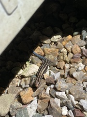 Plestiodon finitimus