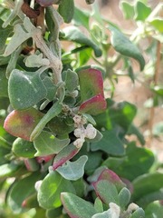 Chenopodium trigonon