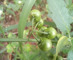 Solanum americanum