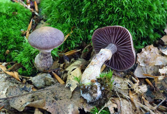 Cortinarius torvus