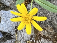 Arnica mollis