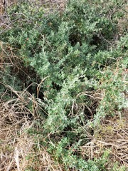 Chenopodium trigonon