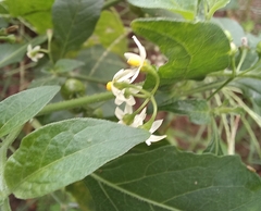 Solanum americanum