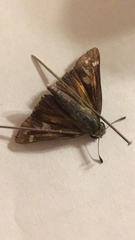 Atalopedes campestris