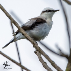 Fluvicola nengeta