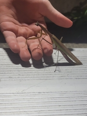 Tenodera angustipennis