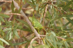 Schistocerca shoshone