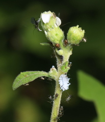 Cryptolaemus montrouzieri