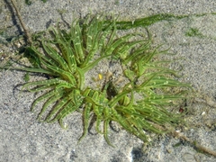 Anthopleura artemisia