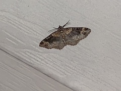 Xanthorhoe ferrugata