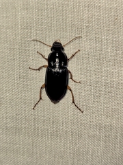 Harpalina