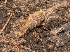 Platydracus maculosus