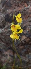 Diuris behrii