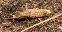 Platydracus maculosus