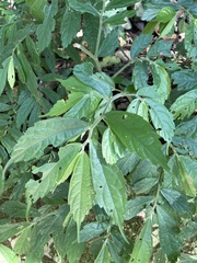 Elatostema lineolatum