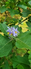 Solanum lanceolatum
