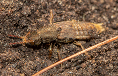 Platydracus maculosus