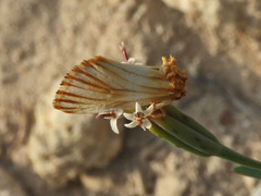 Eulithosia discistriga