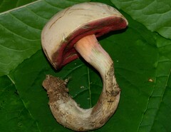 Caloboletus firmus