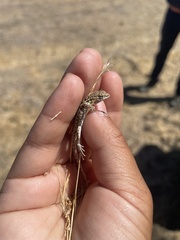 Uta stansburiana elegans