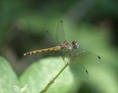 Sympetrum ambiguum