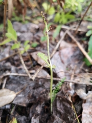 Botrychium ascendens