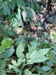 Elatostema lineolatum