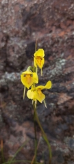 Diuris behrii